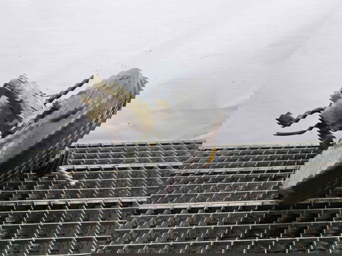 Tulumba frana Volkswagen Touran (1T1, 1T2) [Fabr 2003-2010] 1T1614105B 1.9 TDI AVQ  