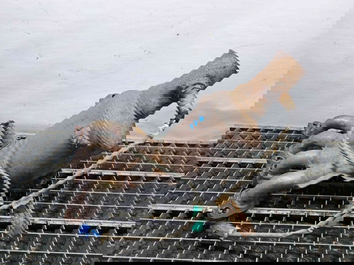 Catalizator Ford Focus 2 (DA) [Fabr 2004-2012] 7M51-5F297-EA 1.6 PFI C16HDEZ  