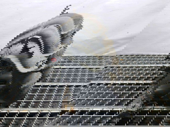 Galerie admisie Ford Focus 2 (DA) [Fabr 2004-2012] OEM 1.6 PFI C16HDEZ  