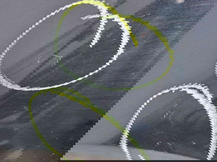 Aripa stanga fata Ford B-Max [Fabr 2012-prezent] Panther Black Metall