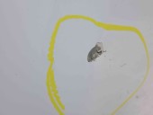 Capota Ford Mondeo 4 [Fabr 2007-2015] Frozen White