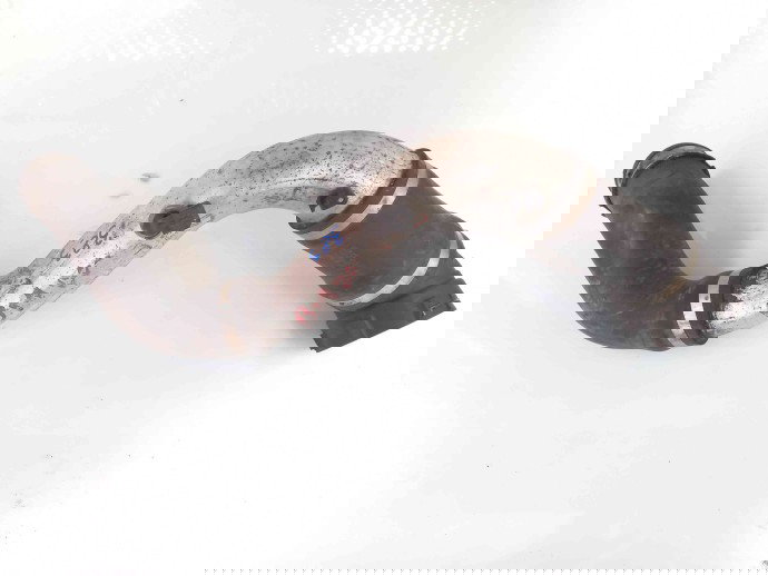 Tub intercooler 7793783-02  Bmw 3 (E46) [Fabr 1998-2005] 2.0 