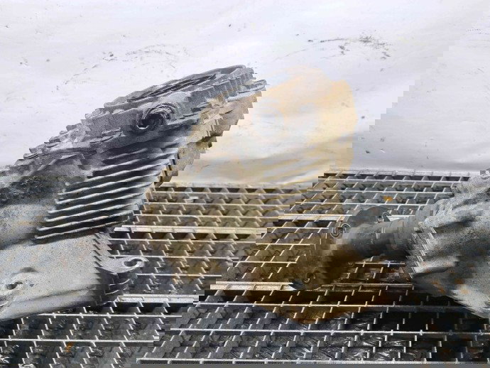 Cutie transfer Nissan X-Trail (T30) [Fabr 2001-2007] 8H513 | YY00633 2.2 YD22ETI   