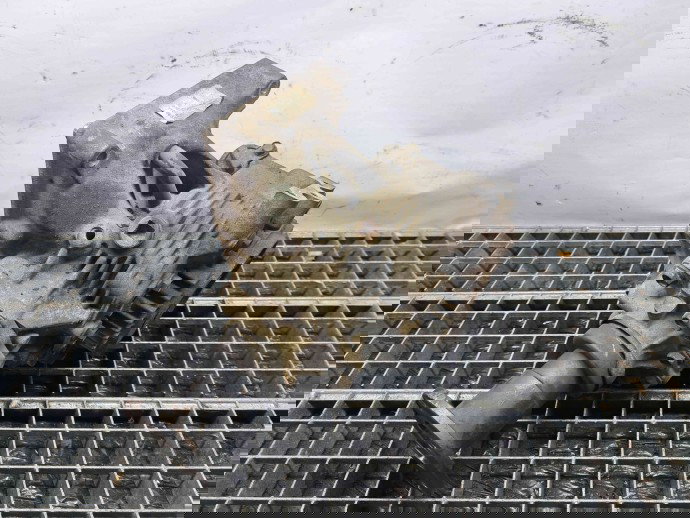 Cutie transfer Nissan X-Trail (T30) [Fabr 2001-2007] 8H513 | YY00633 2.2 YD22ETI   