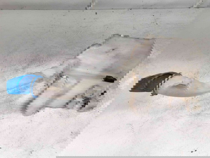 Vas lichid parbriz 6Q0955453S  Volkswagen Polo (9N) [Fabr 2001-2008] 1.4 TDI BNV 025177