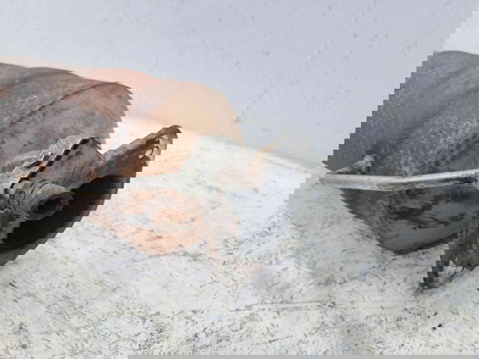 Filtru particule Ford Transit (TTG) [Fabr 2014-2023] OEM 2.2 TDCI CYRA 92KW / 125CP  