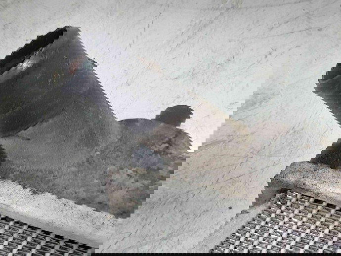 Radiator apa OEM  SUZUKI Swift 3 (MZ, EZ) [Fabr 2005-prezent] 1.3 D13A