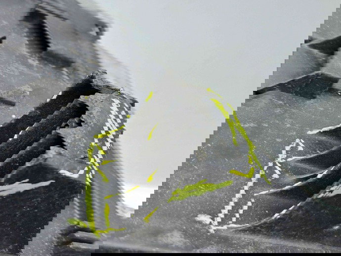  Far dreapta Mercedes Sprinter (W907, W910) [Fabr 2018-prezent] A9109060100