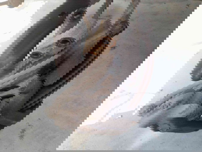 Fuzeta stanga SUZUKI Swift 3 (MZ, EZ) [Fabr 2005-prezent] OEM