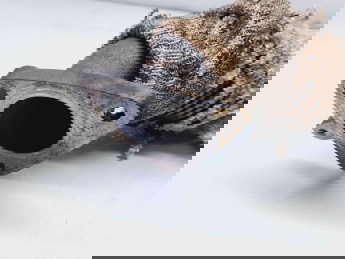 Galerie evacuare LAND ROVER Range Rover Sport (LS) [Fabr 2002-2013] 4H2Q-5K229-FB 2.7 V6 276DT  