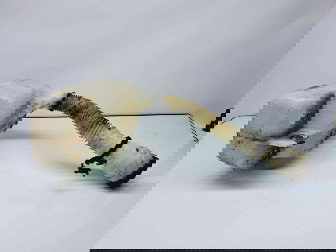  Vas lichid parbriz Citroen Jumpy (II) [Fabr 2007-prezent] 78662B029