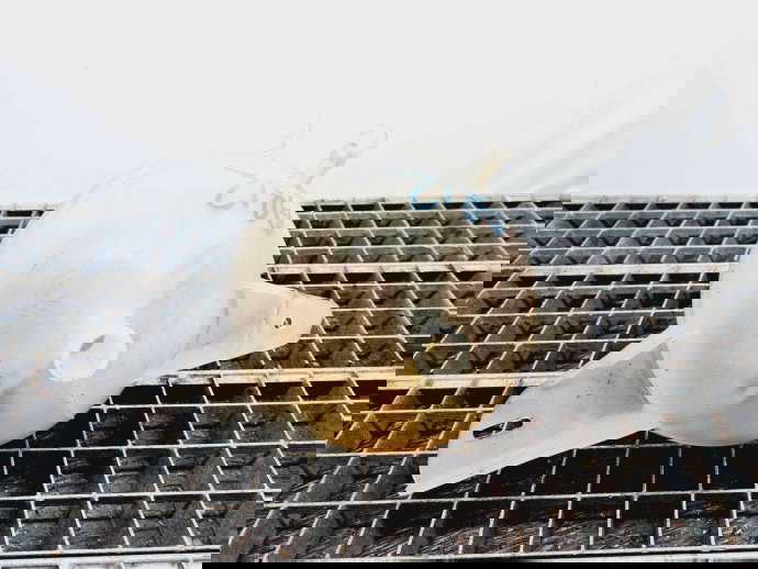 Vas expansiune Ford Transit (TTG) [Fabr 2014-2023] BK21-8K218-AG