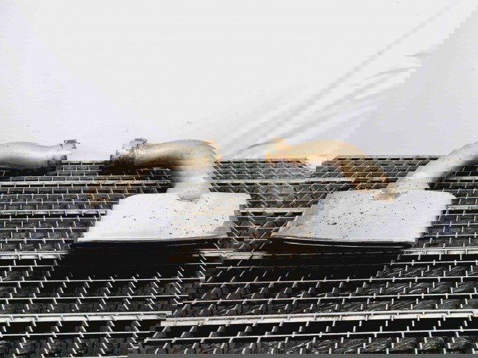 Tips evacuare Audi Q7 (4MB) [ Fabr 2015-prezent] 4M0253682J | 4M0253681J 3.0 TDI CRTC 3.0 TDI CRTC 200KW / 272CP