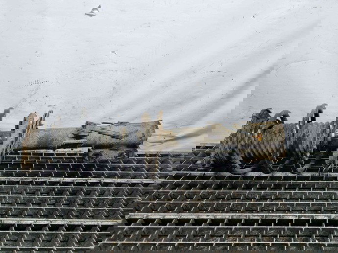 Amortizor dreapta fata Kia Sportage III [Fabr 2010-2016] OEM 1.7 CRDI D4FD 1.7 CRDI D4FD 80KW / 109CP