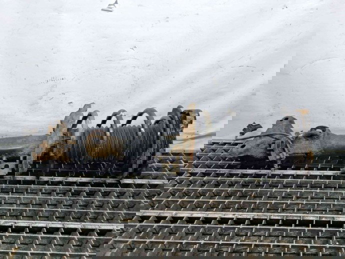 Amortizor dreapta fata Mercedes Clasa E (W207) Coupe [Fabr 2009-2012] A2043202866 | A2043201273 2.2 CDI OM65191  