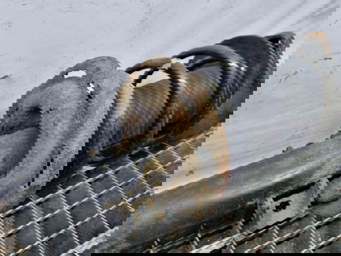 Amortizor dreapta fata Mercedes Clasa E (W207) Coupe [Fabr 2009-2012] A2043202866 | A2043201273 2.2 CDI OM65191  