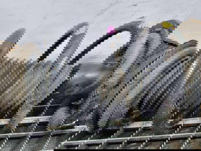 Amortizor dreapta fata Kia Sportage III [Fabr 2010-2016] OEM 1.7 CRDI  