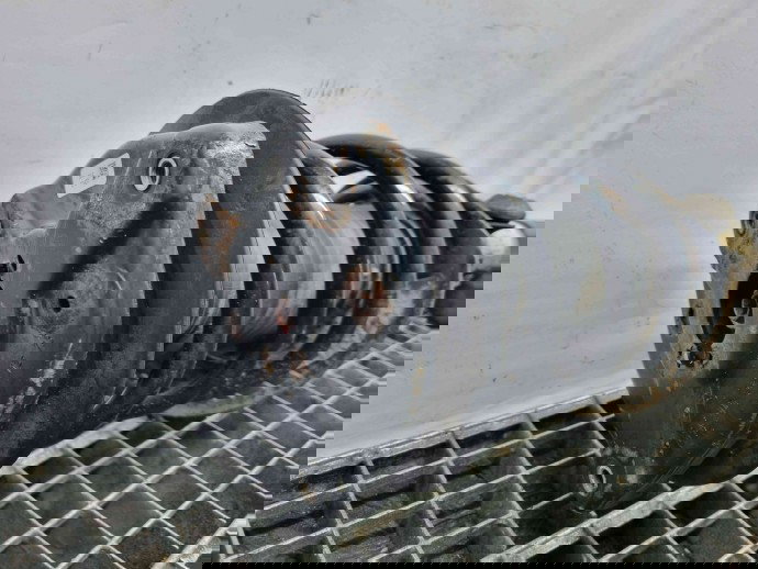 Amortizor stanga fata Mercedes Clasa E (W207) Coupe [Fabr 2009-2012] A2043201273 | A2043202866 2.2 CDI OM65191  