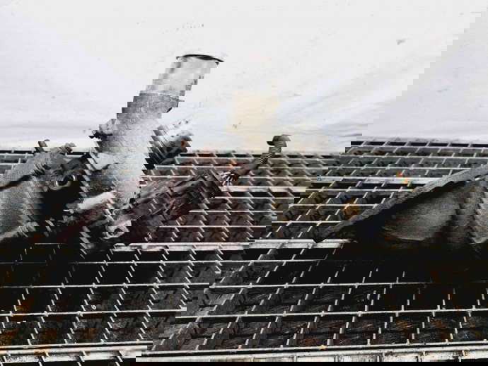 Turbina Ford Transit [Fabr 2006-2013] 6C1Q-6K682-BC 2.2 TDCI 96KW / 130CP  