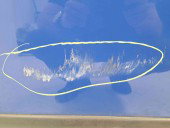 Usa dreapta fata Volkswagen Caddy 3 (2KA, 2KH) [Fabr 2004-2009] OEM