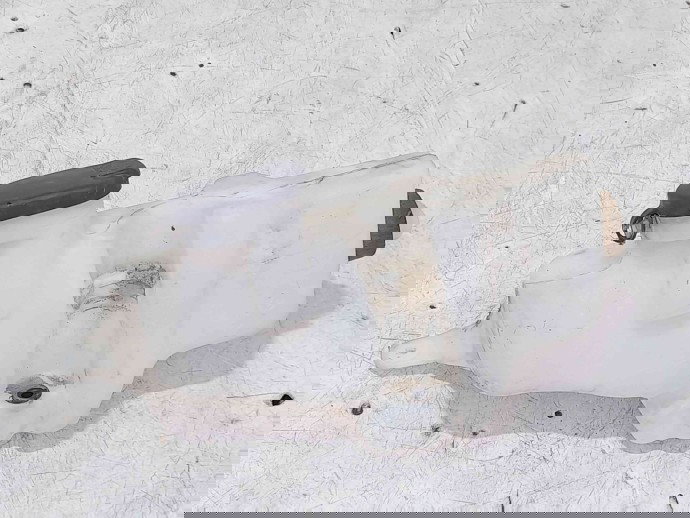 Vas lichid parbriz Renault Symbol 2 / Thalia [Fabr 2008-2012] 7700847815