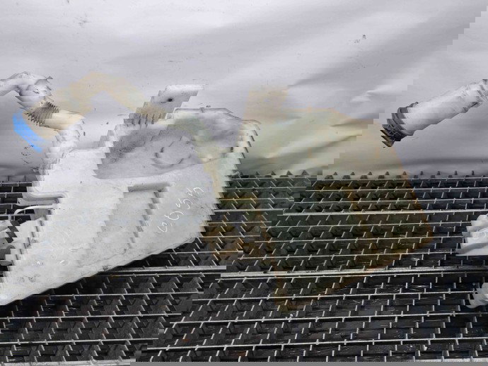  Vas lichid parbriz Seat Ibiza 5 (6P1,6J5) Hatchback [Fabr 2008-2017] 6C0955453F