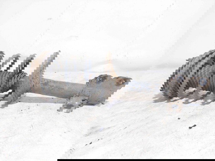 Amortizor stanga fata Nissan X-Trail (T30) [Fabr 2001-2007] 54303-EQ000