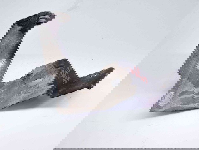 Suport aripa dreapta fata Renault Scenic 2 [Fabr 2003-2008] OEM