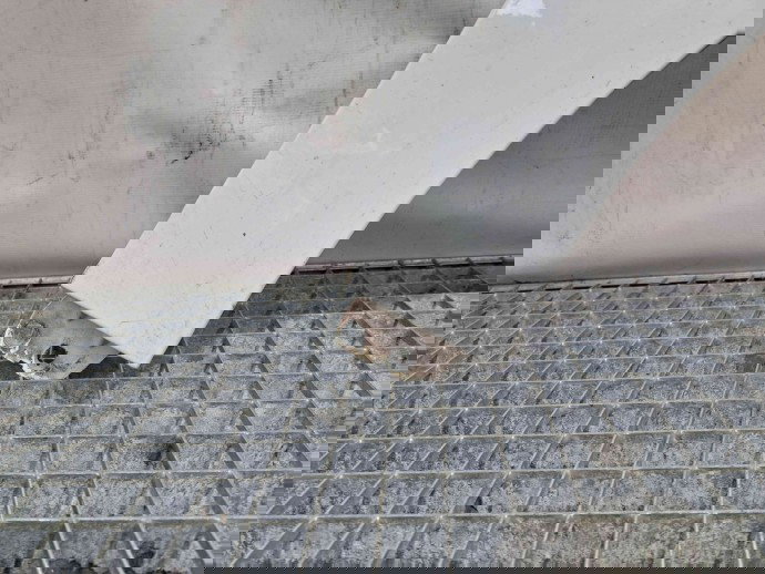 Aripa dreapta fata Ford Focus 3 Facelift [Fabr 2014-2019] Frozen White