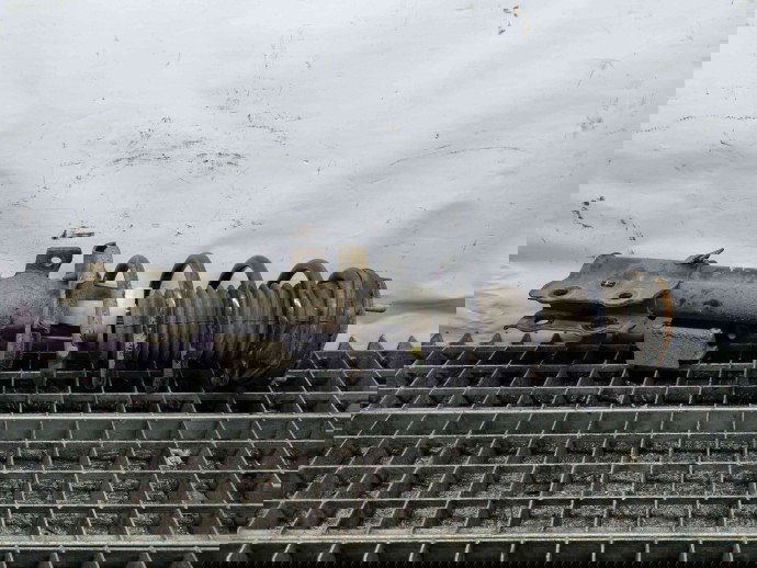 Amortizor dreapta fata Ford Fiesta 6 [Fabr 2008-2019] C1BC-18045-FA 1.6 TDCI G8DA 1.6 TDCI G8DA 77KW / 105CP