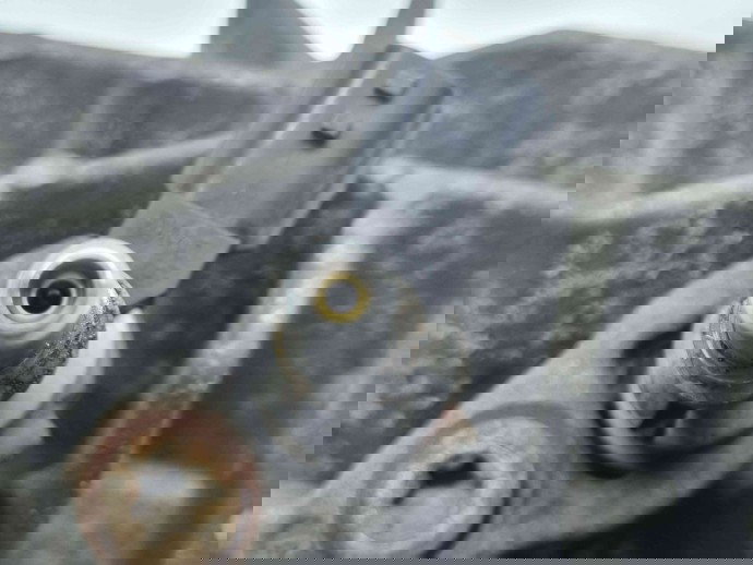 Injector Adblue Nissan Qashqai +2 [Fabr 2008-2013] 8200771226 1.5 K9K836  1.5 K9K836 80KW / 109CP