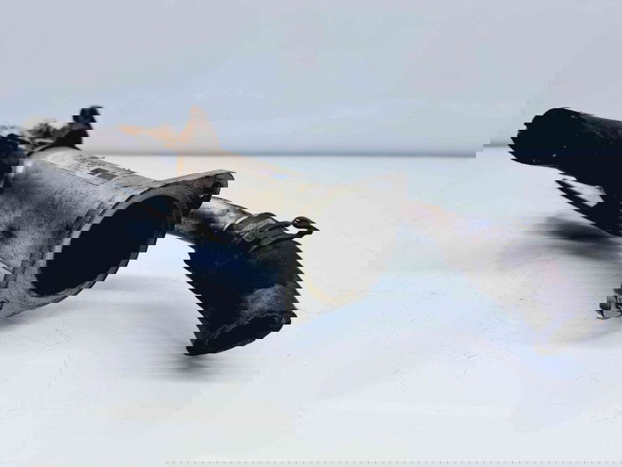 Racitor gaze Jaguar X-Type [Fabr 2001-2009] 4R8Q-9Y493-AJ 2.7 AJDV6  2.7 AJDV6 80KW / 109CP