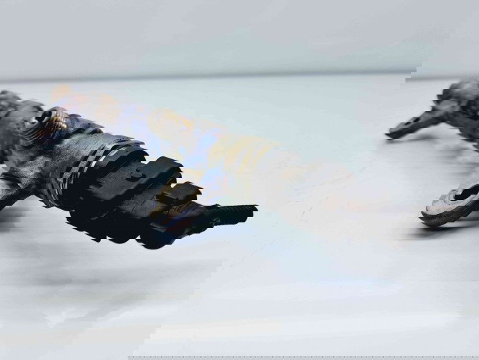 Rampa injectoare Opel Insignia A [Fabr 2008-2016] 55576177 | 0445214221 2.0 CDTI A20DTH  2.0 CDTI A20DTH 110KW / 150CP