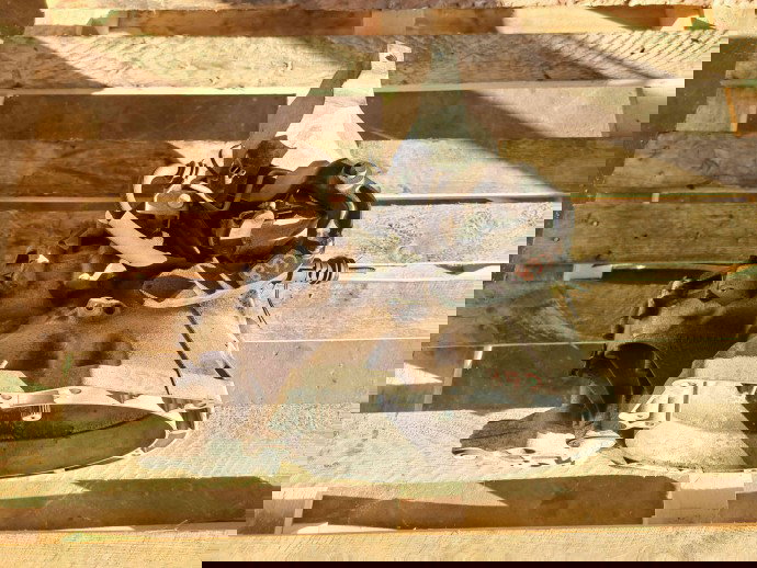 Cutie viteze manuala 6 trepte Ford Focus 3 (CB8) [Fabr 2011-2015] AV6R-7002-KG 1.6 TDCI DV6 85KW / 115CP  