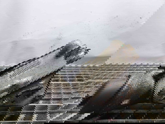 Termoflot Opel Insignia A [Fabr 2008-2016] 00055565958 2.0 CDTI A20DTH   