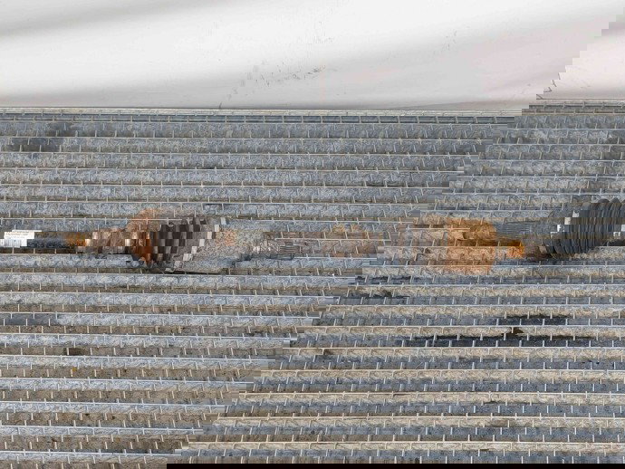 Planetara stanga fata Nissan Qashqai (2) Facelift [Fabr 2009-2013] 39101JD02B 1.6 B HR16DE 1.6 B HR16DE 77KW / 105CP