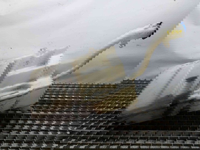  Vas lichid parbriz Volvo XC60 [Fabr 2008-2017] 30753424