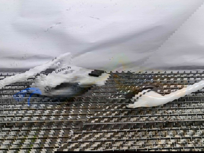  Vas lichid parbriz Seat Ibiza 5 (6J5) [Fabr 2008-2017] 6Q0955453N/P