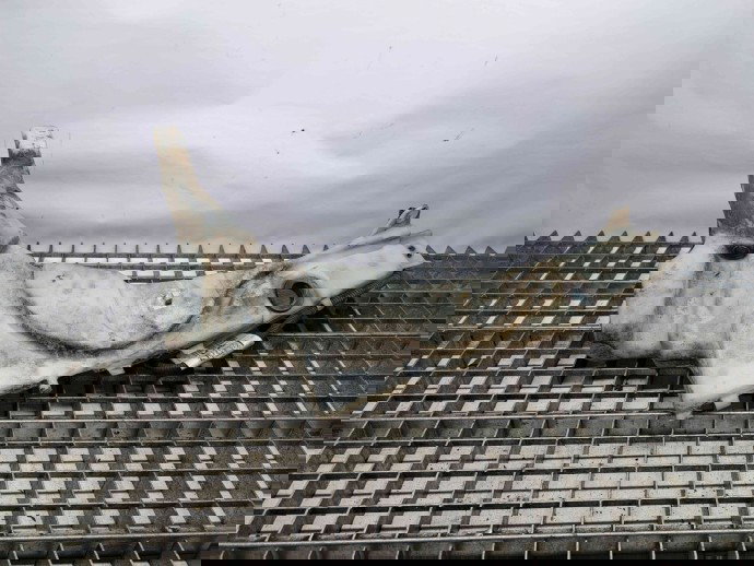  Vas lichid parbriz Ford Focus 2 (DA) [Fabr 2004-2012] 4M51-13K163-AE