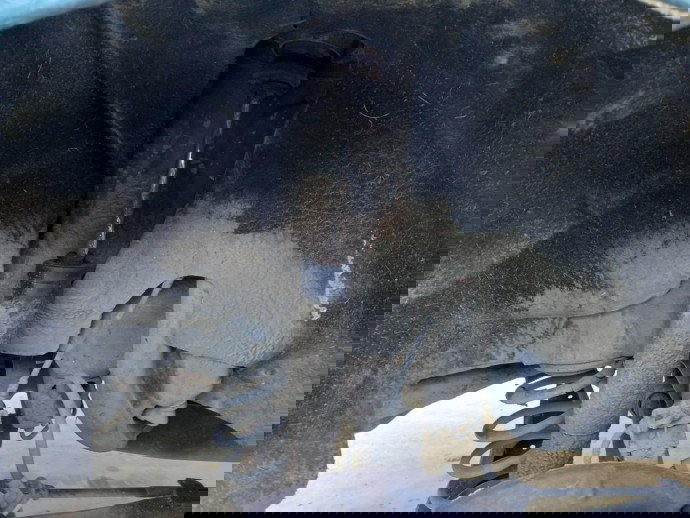 Amortizor dreapta spate Skoda Octavia 2 2.0 TDI OEM 2004-2013