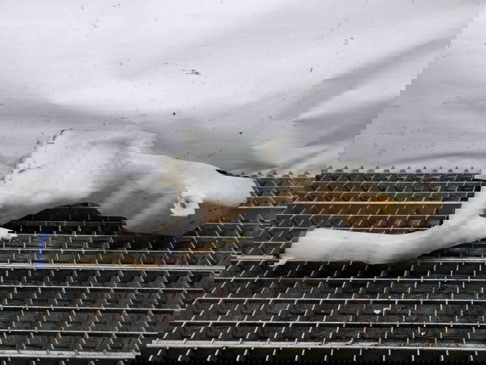  Vas lichid parbriz Ford Fiesta 6 [Fabr 2008-2019] 8V61-17B613-AD