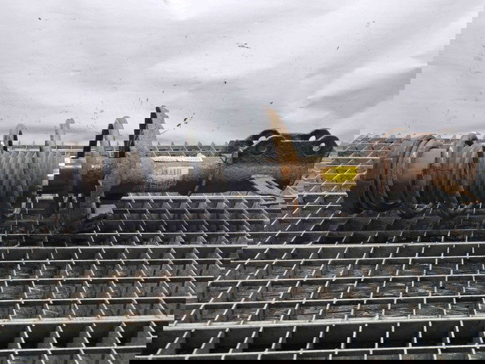 Amortizor stanga fata Opel Astra J [Fabr 2009-2015] 13333973 1.6 B A16XER 1.6 B A16XER 77KW / 105CP