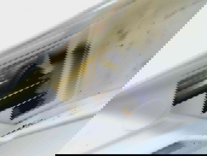 Motoras geam dreapta spate LAND ROVER RANGE ROVER SPORT (L320) [Fabr 2005-2009] OEM