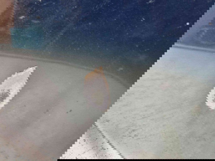 Capota LAND ROVER Freelander (LN) [Fabr 1998-2006] VERDE