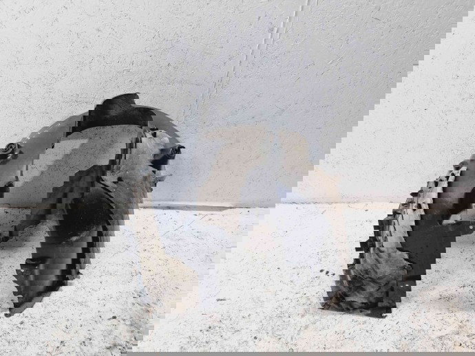 Carenaj roata dreapta fata Peugeot 308 (II) [Fabr 2013-2020] 9677267680