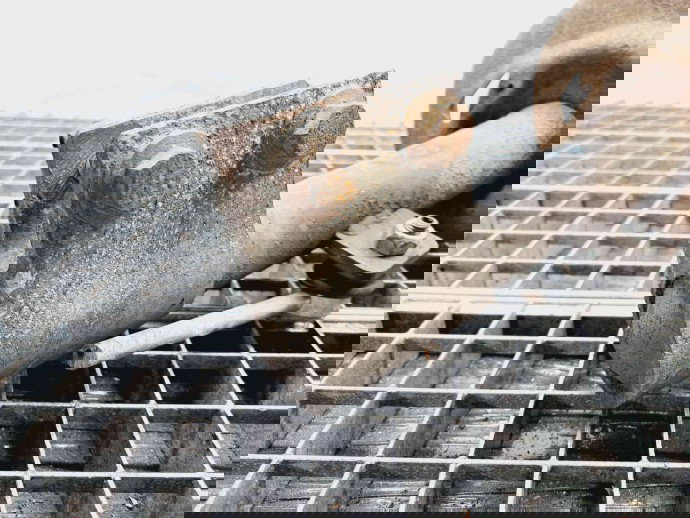 Amortizor stanga fata Peugeot 308 [Fabr 2007-2013] OEM 1.6 HDI DV6D  