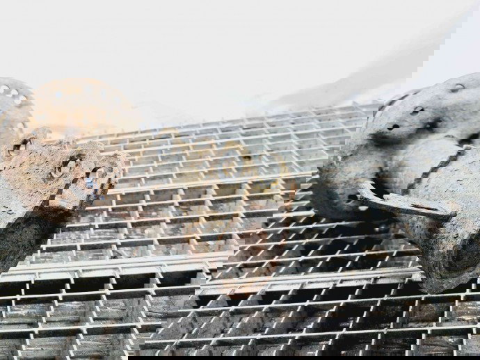 Amortizor stanga fata Opel Zafira C (P12) [Fabr 2011-2017] OEM 2.0 CDTI A20DT  