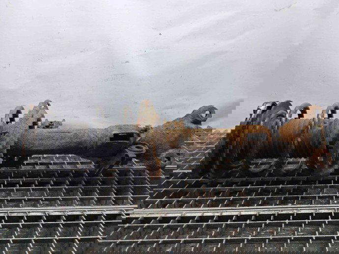 Amortizor stanga fata Mercedes Clasa E (W207) Coupe [Fabr 2009-2012] A2043202866 2.2 CDI 651911  