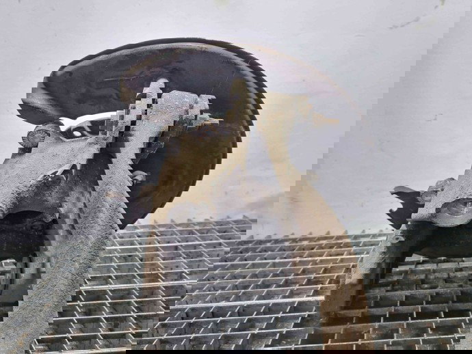 Fuzeta spate dreapta Audi A8 (4H) [Fabr 2010-2017] 4H0505432C 4.2 TDI CDSB 4.2 TDI CDSB 258KW / 350CP