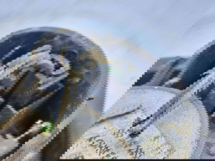  Boxa dreapta spate Opel Corsa D [Fabr 2006-2013] 90379280